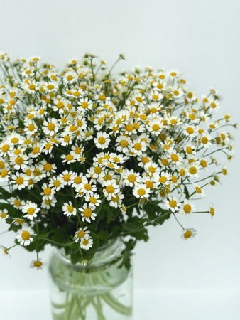 Матрикария